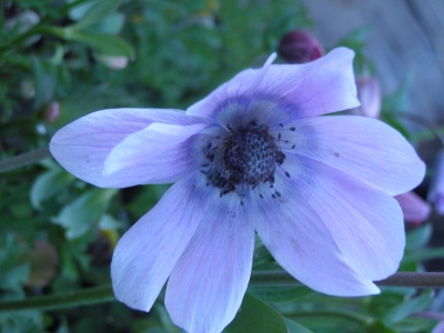 Anemone Pavonina, Morley